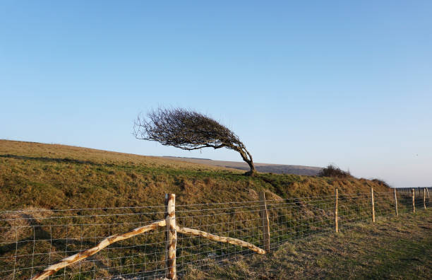 A windswept hawthorn tree silhouetted against the sky on the Cornish coast