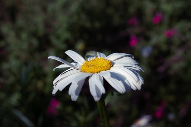 White Shasta Daisy Blooming Flower in Spring Garden
