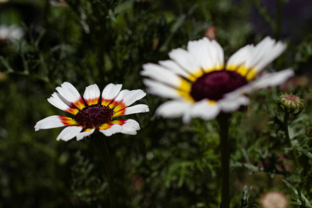 Painted Daisy Blooming Flower in Summer Garden