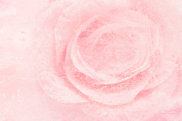 Pink blooming rose flower background