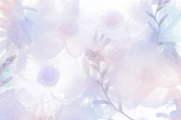 Purple blooming anemone flower background