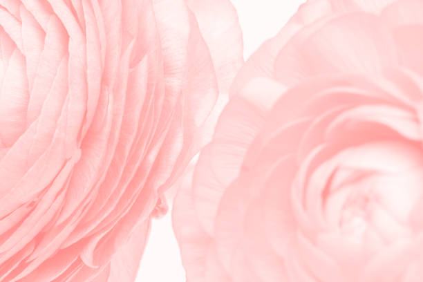 Pink ranunculus flower macro photography