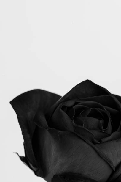 istock Blooming black rose flower 2158510829