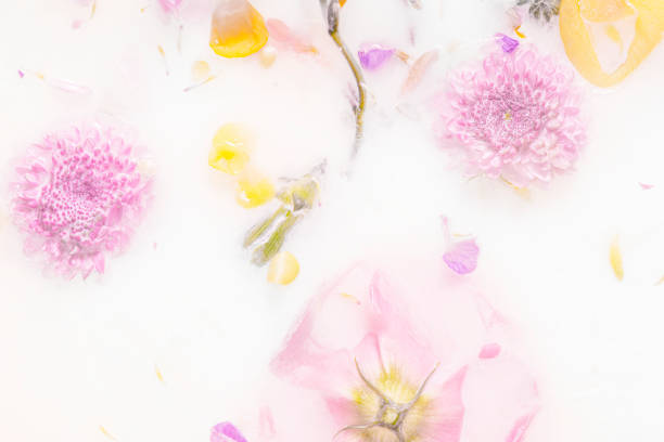 istock Mums flowers in a milk bath 2158510918