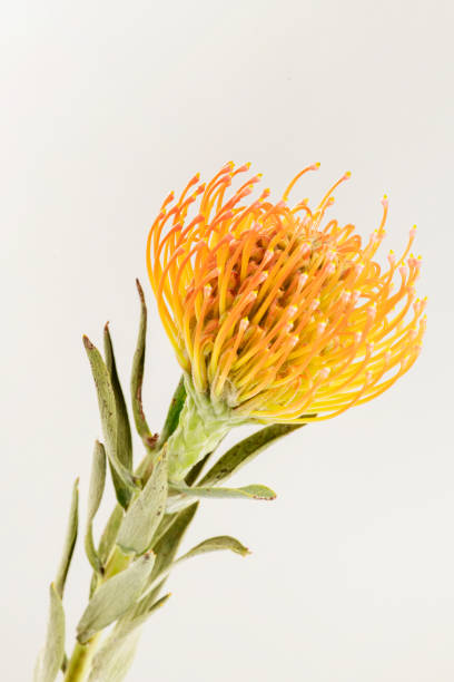 istock Orange pincushion protea flower 2158510971