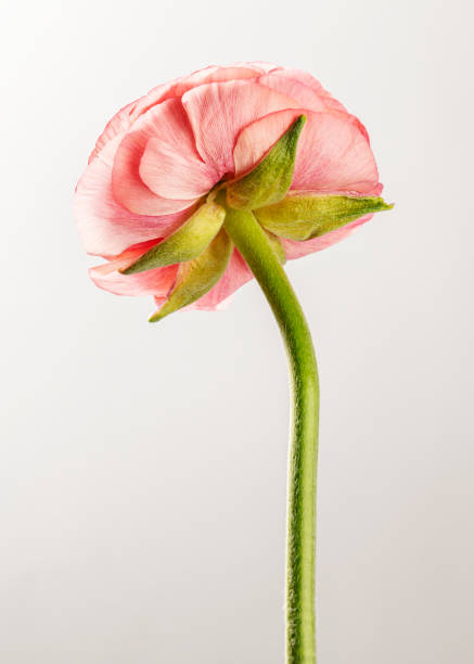 istock Blooming pink rose flower 2158510983