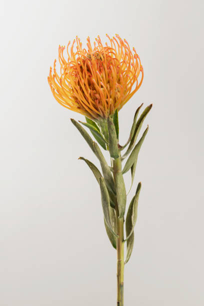 istock Orange pincushion protea flower 2158511012
