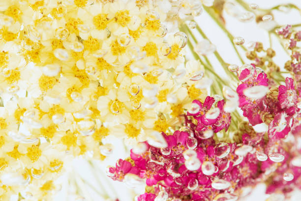 Colorful yarrows flowers with air bubbles