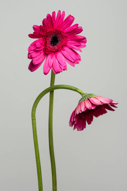 istock Two pink Gerbera daisy flowers on a gray background 2158511186