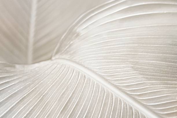 istock Creamy bird of paradise leaf background design resource 2158511973