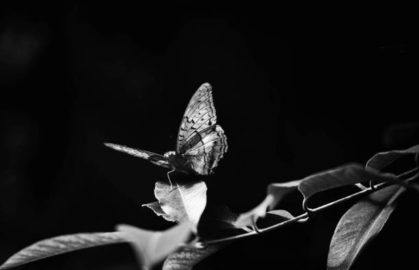 Closeup of a small tortoiseshel on a leaf