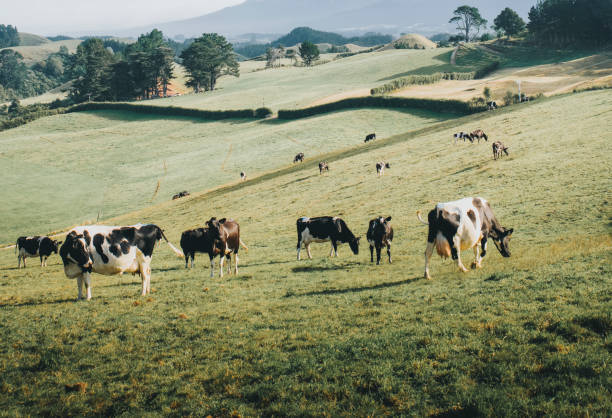 istock A herd of black and white cows on a grassland 2158514372