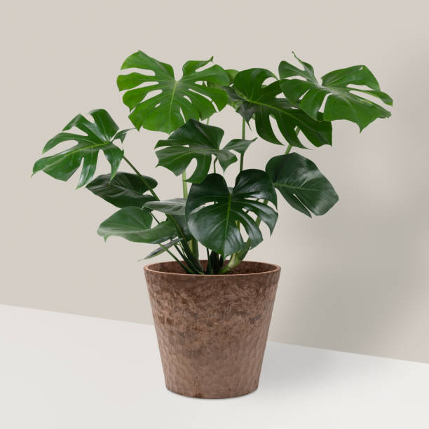 istock Monstera deliciosa plant in a pot 2158515514