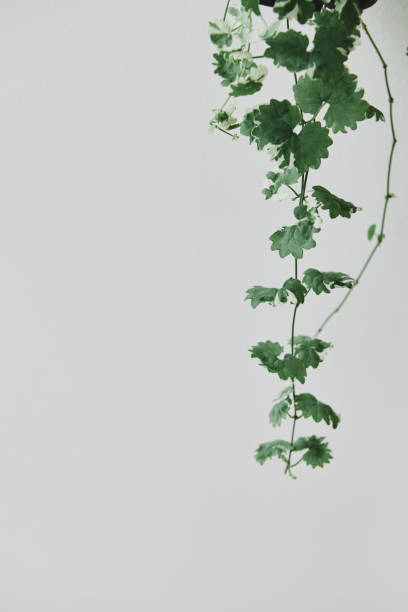 istock Hanging ivy plant on light gray background 2158516138