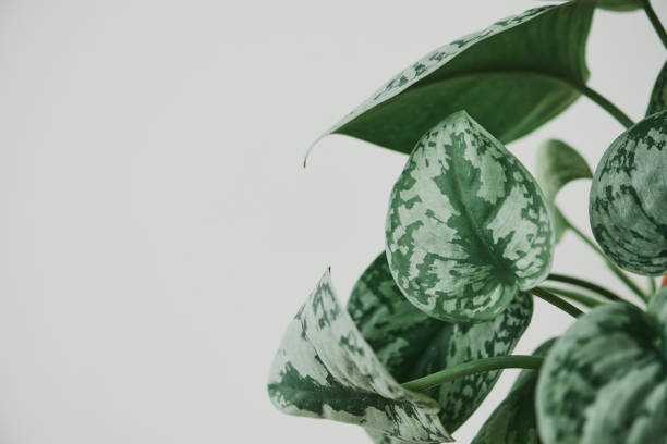 istock Faux watermelon peperomia plant on light gray background 2158516173