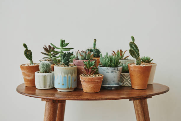 istock Small succulents and cacti on a retro table 2158516215