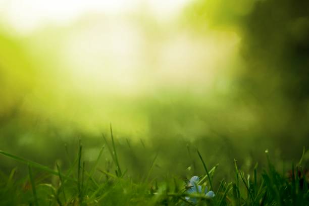 istock Morning green grass field 2158516252