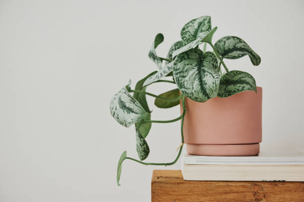 istock Pothos plant in a pot on a bench 2158516525