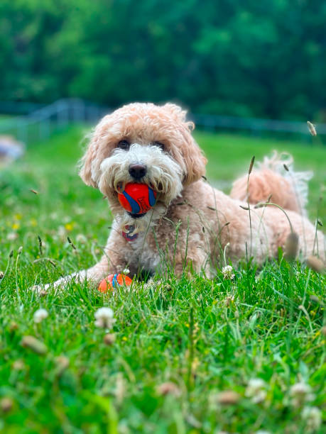 istock Labradoodle at the Dog Park 2158516646