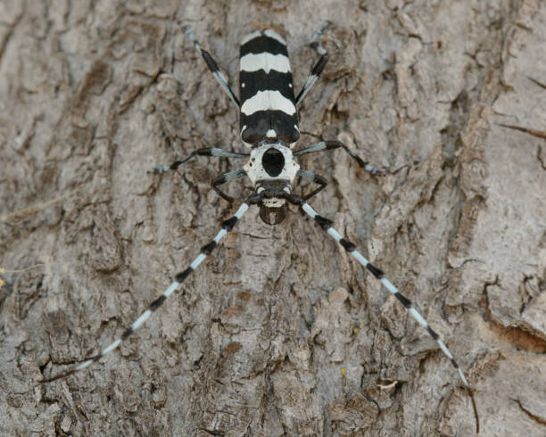 istock A Overhead View of a Banded Alder Borer 2158516869