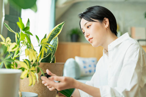 istock Women watering houseplants before work. 2158516969
