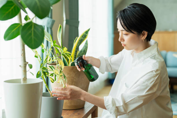 istock Women watering houseplants before work. 2158517075