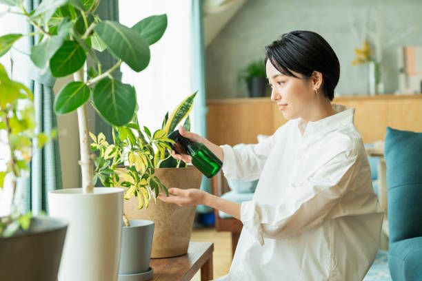 women watering houseplants before work. - làm sạch hoạt động di chuyển bức ảnh hình ảnh sẵn có, bức ảnh & hình ảnh trả phí bản quyền một lần