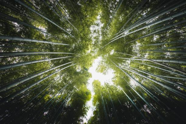 istock Bamboo forest in Arashiyama, Japan 2158517232