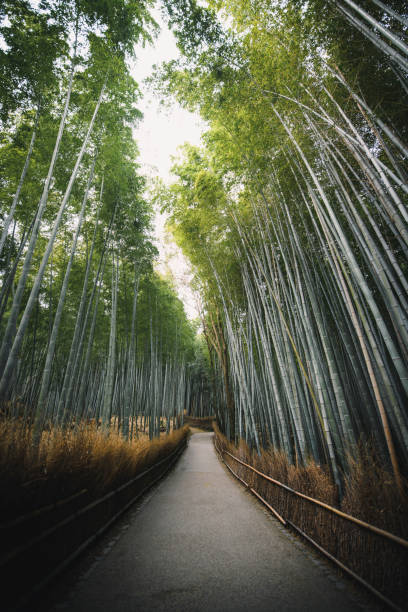 istock Bamboo forest in Arashiyama, Japan 2158517233