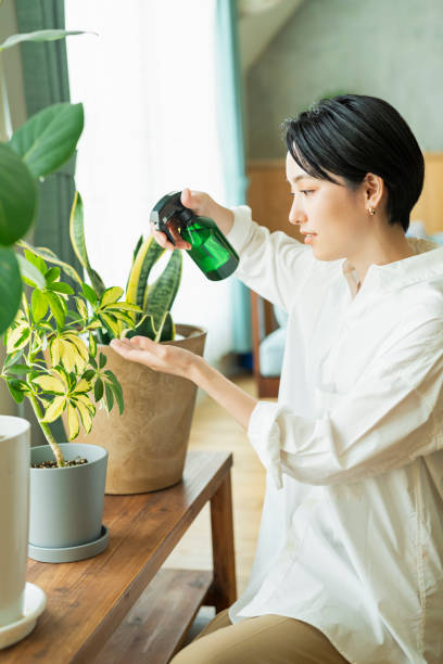 istock Women watering houseplants before work. 2158518191