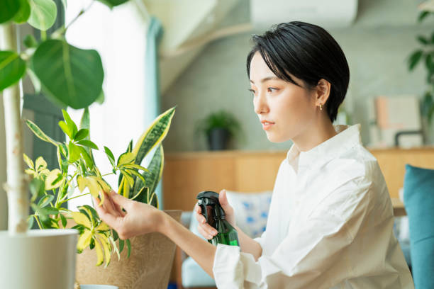 istock Women watering houseplants before work. 2158518309