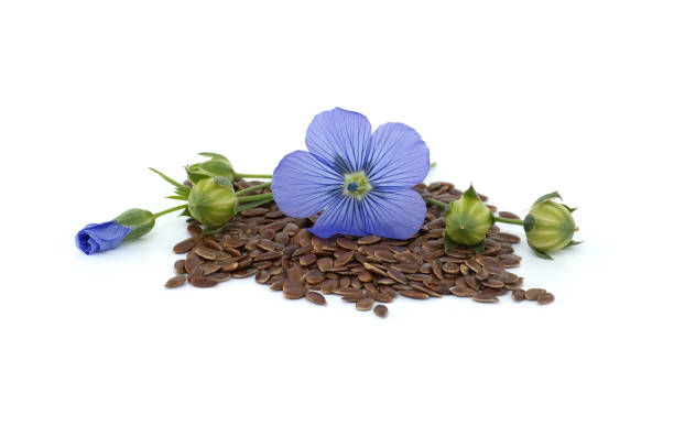 istock Flax (linseed) flower and seeds over white background 2158519349