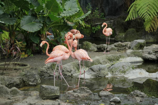 istock American Flamingo (Phoenicopterus ruber), a bird with pink feathers and distinctive long, thin legs. 2158519402