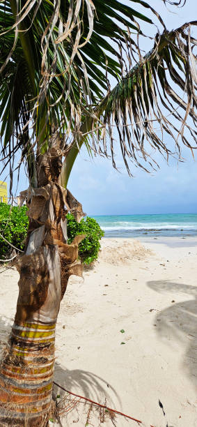 istock Palm tree on the beach with the ocean in the background. 2158520213