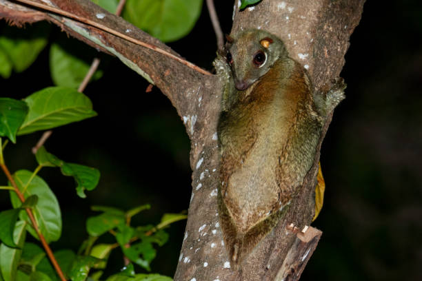 Sunda Colugo, or also known as Sunda Flying Lemur on a tree trunk at night.