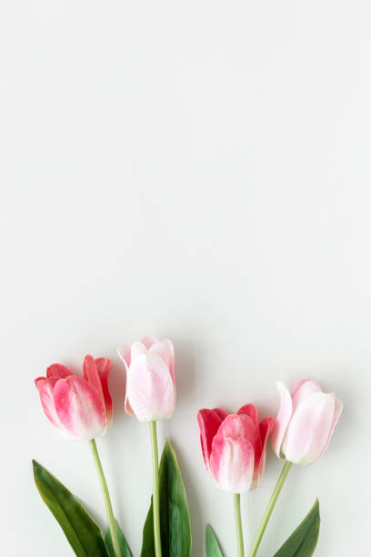 istock Pink tulips on blank white background template 2158520881
