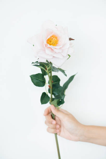 istock Hand holding a branch of pink rose 2158521003