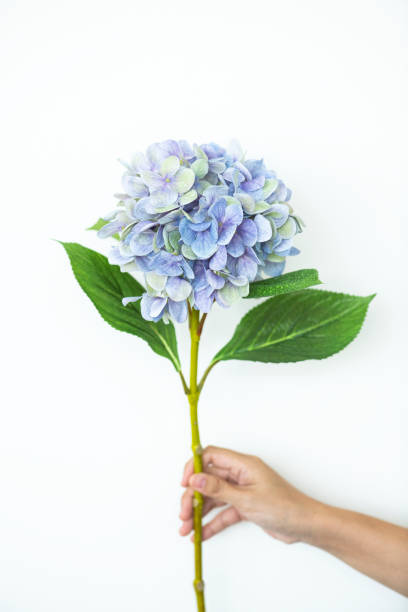 istock Hand holding a branch of a blue hydrangea flower 2158521016