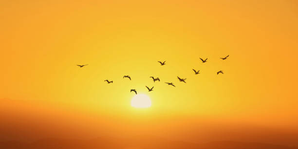 istock Yellow sky on sunset or sunrise with flying birds panoramic view 2158521495