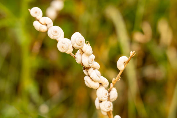 Mediterranean heath snails (Cernuella virgata), also known as sand heath snails on a grain stalk. Due to mass reproduction, pastures and meadows can become unusable due to the slime trails left