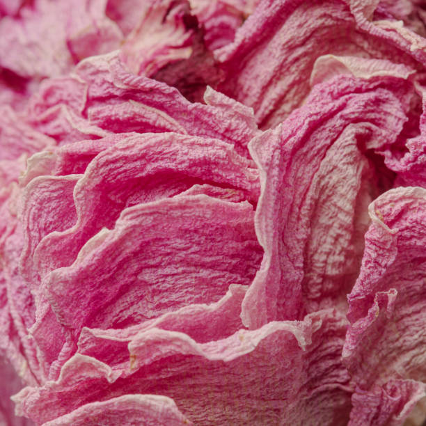 istock Dried pink peony flower macro shot 2158524891