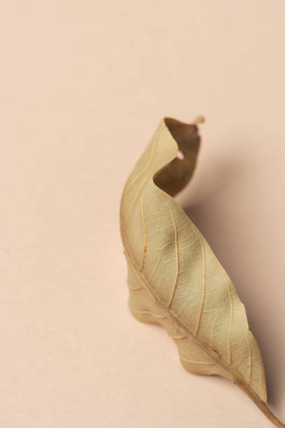 istock Dried green leaf on a dull orange background 2158525130