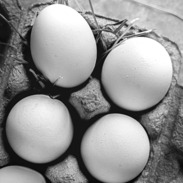 Fresh Cotswold egg in a carton