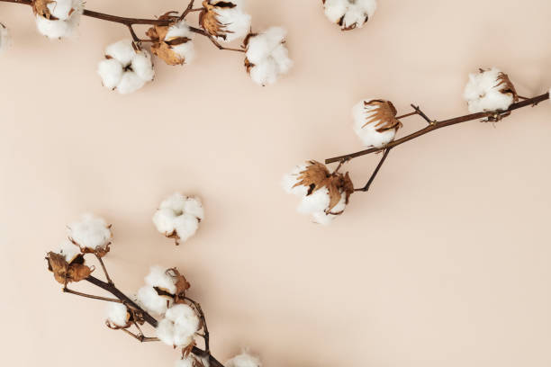 istock Cotton flower branch on a beige background 2158525351