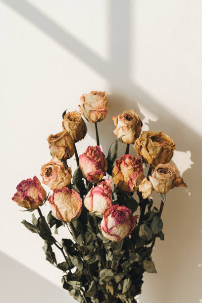 istock Bouquet of dried roses with a window shadow on a wall 2158525356
