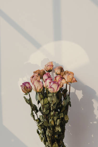 istock Bouquet of dried roses with a window shadow on a wall 2158525359