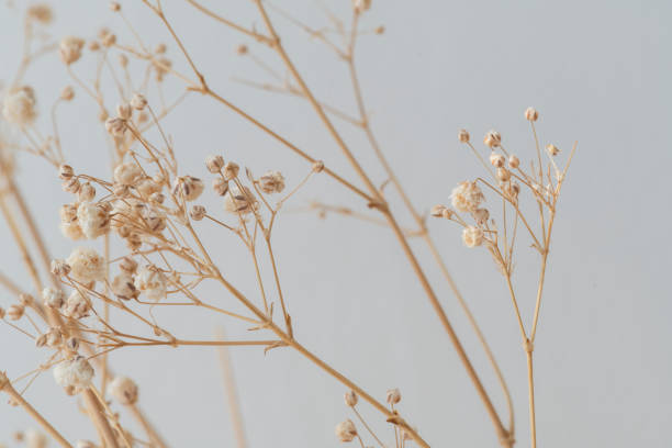 istock Dried gypsophila on a gray background 2158525379
