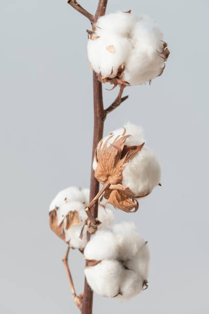 istock Cotton flower branch on a blue background 2158525397
