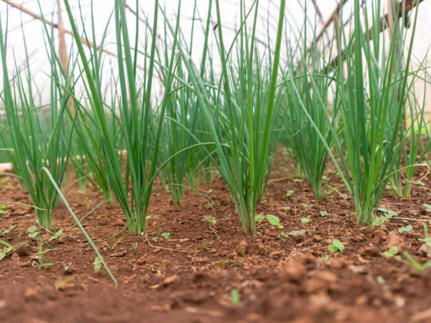 istock Organic Harvest: Young Green Onions Thriving in Rich Soil 2158525739
