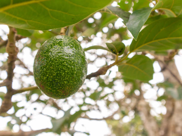 istock Verdant Harvest: Ripe Avocado on the Orchard Branch 2158525741